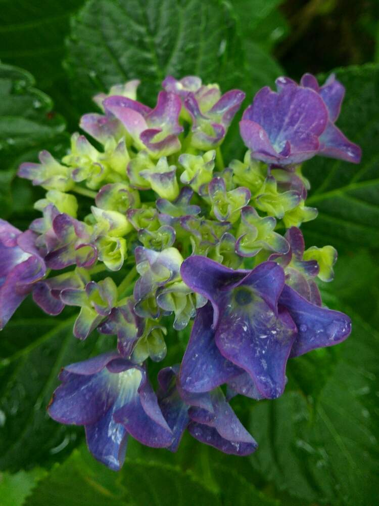 小さな庭の画像 by airariさん | 小さな庭と観葉植物とGS映えとにわと紫陽花 アジサイ あじさいとアジサイ 紫陽花と花のある暮らし
