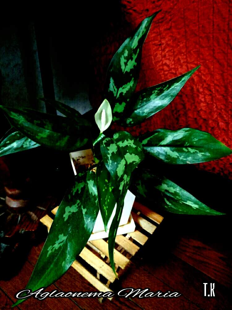 部屋の画像 by T.Kさん | 部屋と観葉植物を楽しむと観葉植物と植物男子とアグラオネママリアとアグラオネマ属とグリーンリーフ