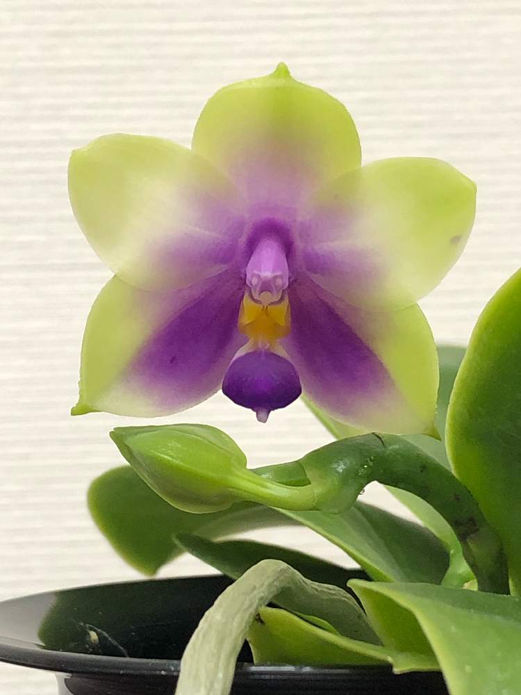 小さな庭の画像 by フクさん | 小さな庭とコチョウランとphalaenopsis bellinaとPhalaenopsis violaceaと着生ランとファレノプシスベリーナとファレノプシス 原種と洋ランと花のある暮らし