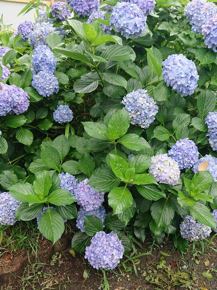 お出かけ先の画像 by ズコフスキーさん | お出かけ先とアジサイと樹木と植木と紫陽花 アジサイ あじさいと梅雨に負けない
