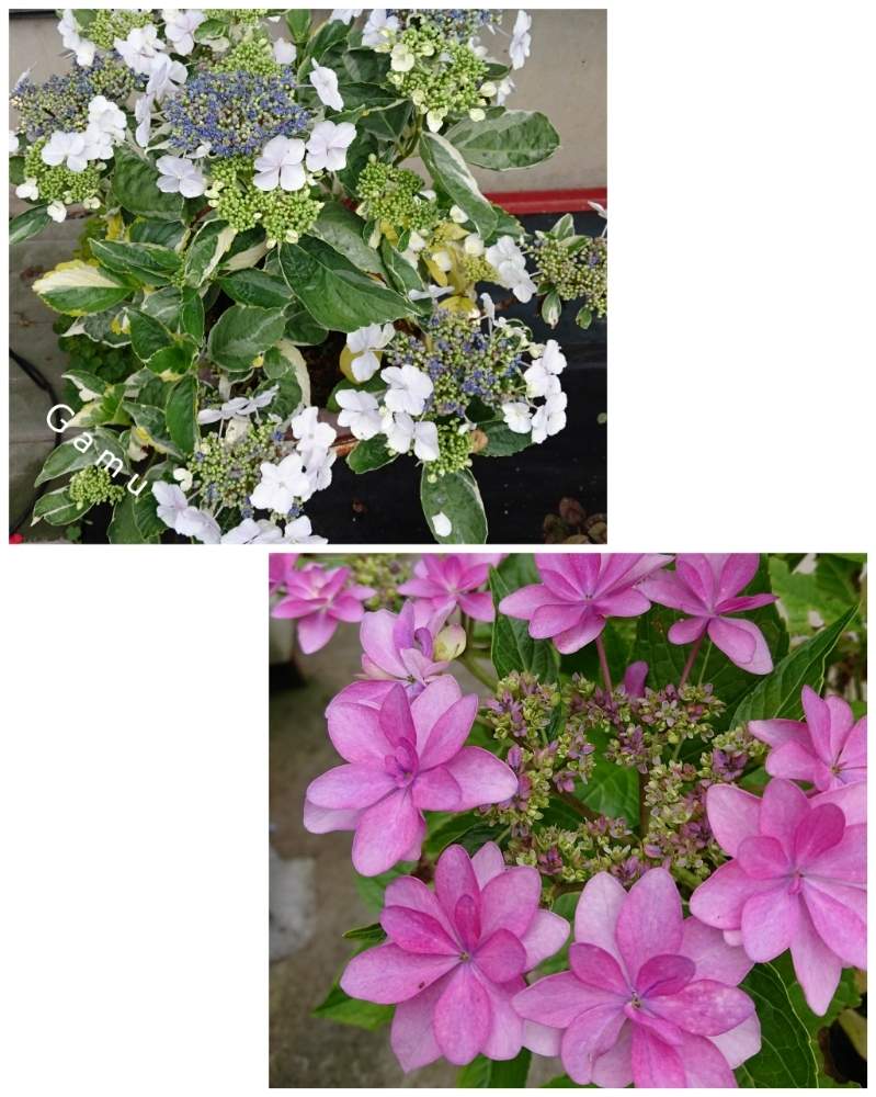小さな庭の画像 by 画夢さん | 小さな庭とダンスパーティーと斑入りアジサイと山野草大好きと鉢植えと素敵な葉と花のある暮らしと綺麗な色