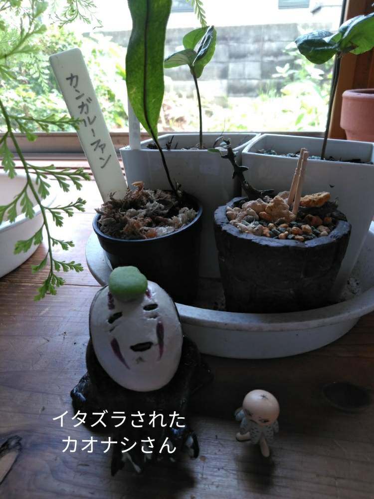 部屋の画像 by きゅうちゃんさん | 部屋と観葉植物と素敵便とほーちゃんの素敵便とヒグチユウコフィギュアと普及シダを愛でる会とそばちょこファンとツチグリ研究所とダバリア・ラビットフットと花のある暮らしとカオナシとツチグリ坊や