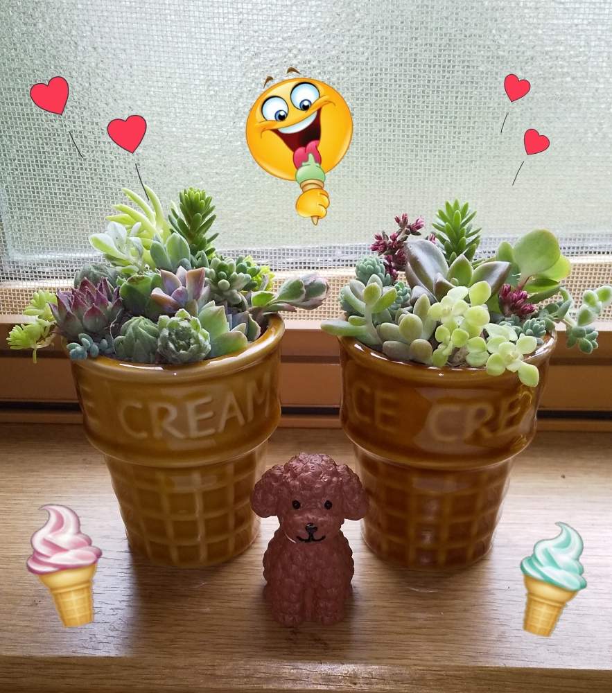 窓辺の画像 by とこさん | 窓辺と多肉植物と寄せ植えと癒しとアイスクリーム鉢と可愛い多肉ちゃん❤︎と多肉女子と今日のおやつとGreenSnapmarcheと可愛いと花のある暮らしとイヌとGREEN UP!と夏らしい!とミニミニ多肉