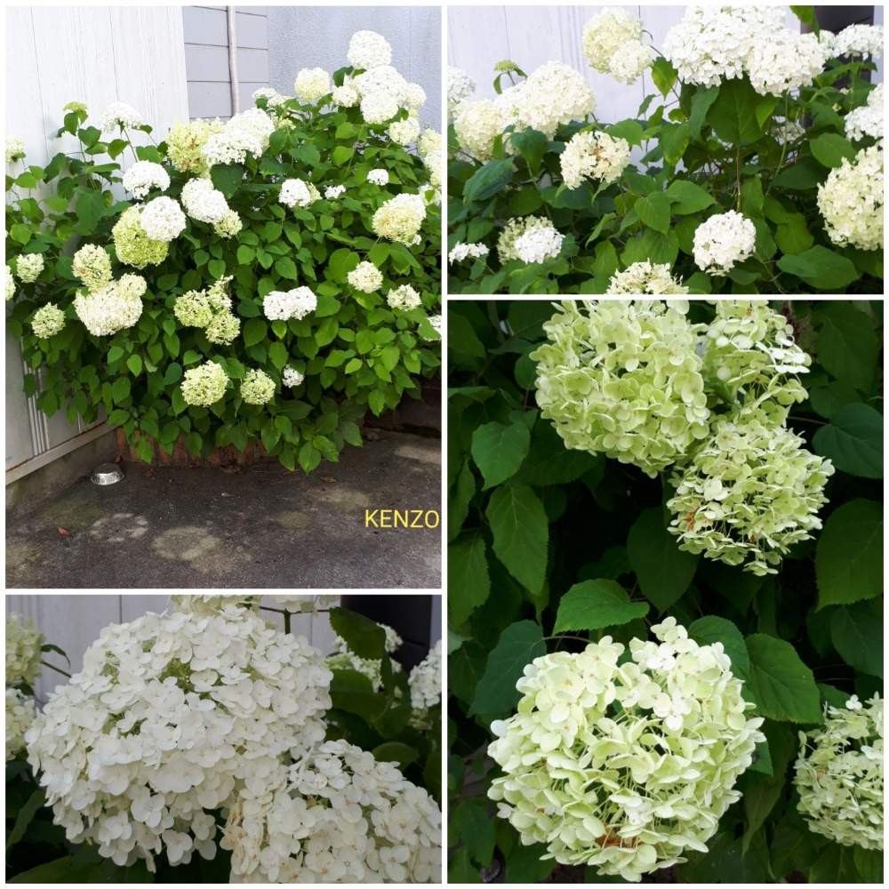 小さな庭の画像 by SENTIMENTAL-BOYさん | 小さな庭と多肉植物と新緑の季節と観葉植物と植物のある暮らしと山野草と植え付けと植物の葉の形とワイルドフラワーの種類と庭のある暮らしと季節の変わり目と鉢植えと花好きと花のある暮らしと春夏秋冬と暮らしの仲間たちと高山植物類と旬の花