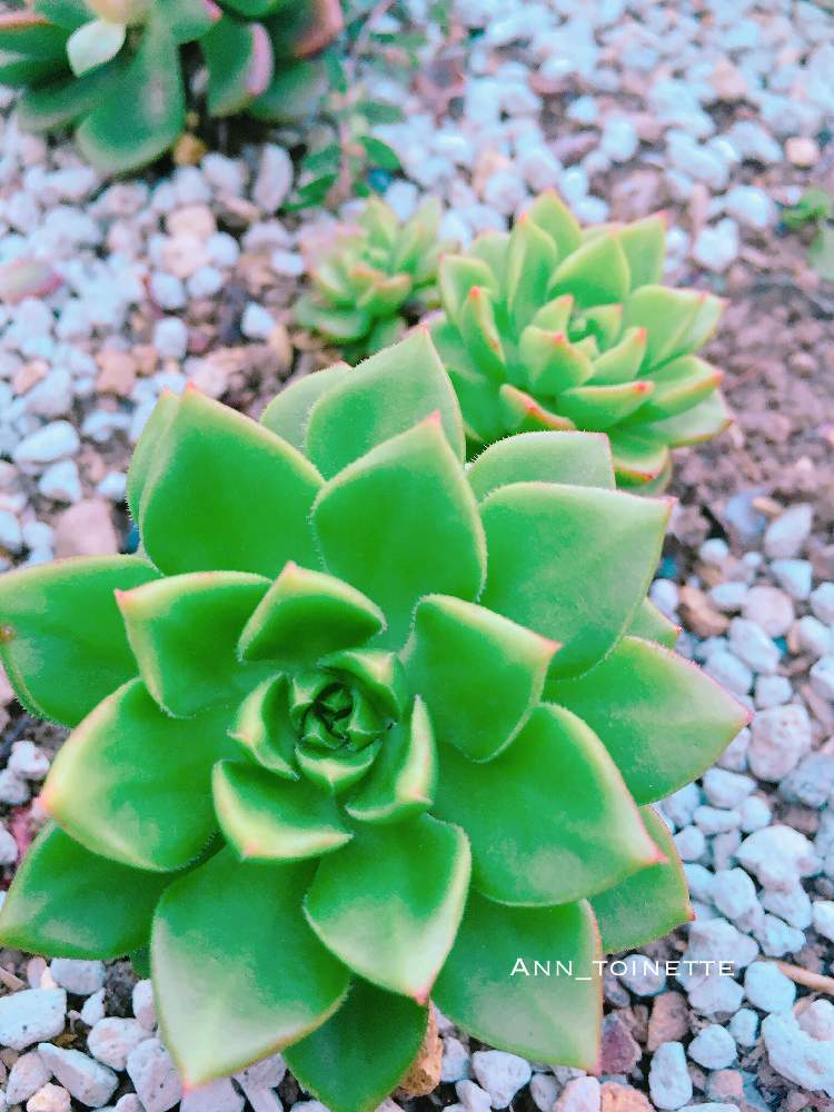 の画像 by Annさん | レティジアと多肉植物とたにくとセデベリア属と多肉大好きと多肉地植えとGS映えとレディジア❤︎セデベリア属と多肉女子とタニクちゃんと地植えとiPhone撮影