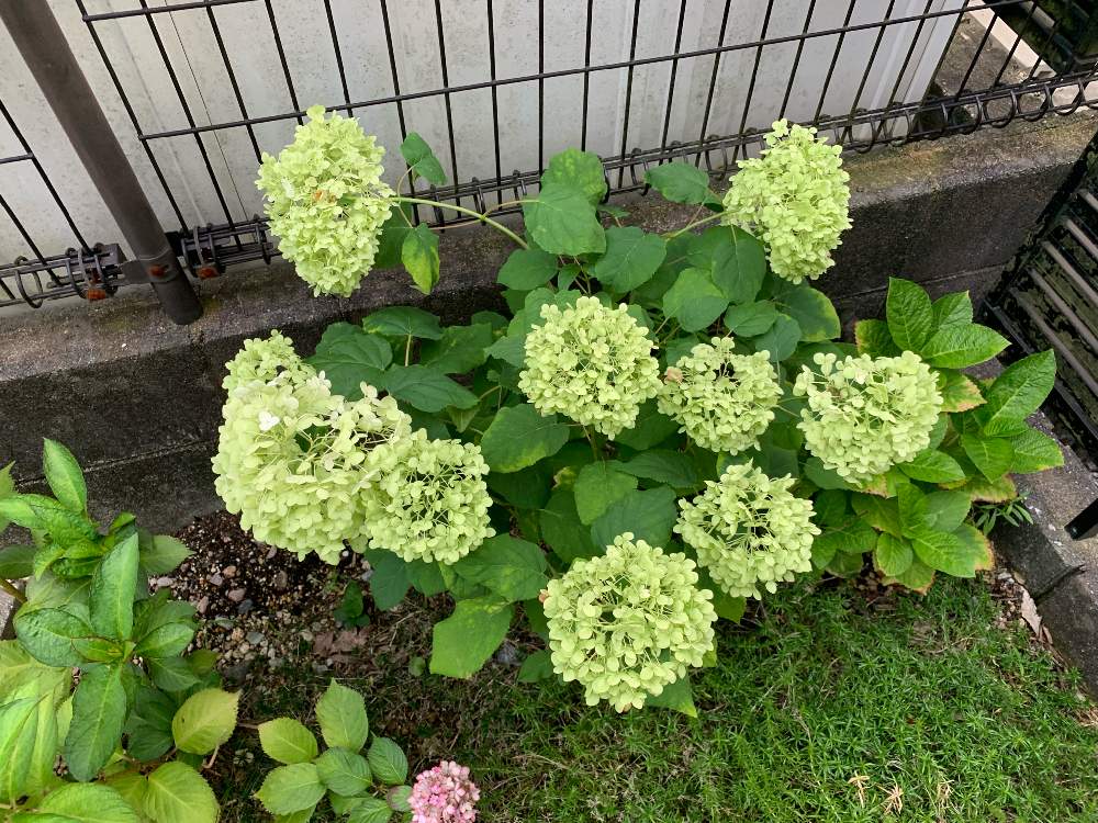 小さな庭の画像 by hiroさん | 小さな庭と一輪挿しと観葉植物と紫陽花が好き♡とアジサイ ドライと食卓に花と挿し木と緑のある暮らしとアナベル 紫陽花と癒し空間と花のある暮らしとGREEN UP!