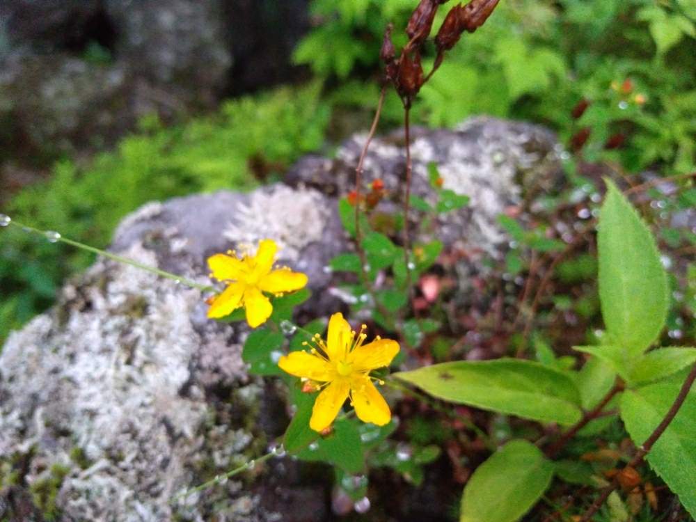 お出かけ先の画像 by リオさん | お出かけ先とオトギリソウと鬼押出し園と溶岩石と花のある暮らしと高山植物類と群馬県