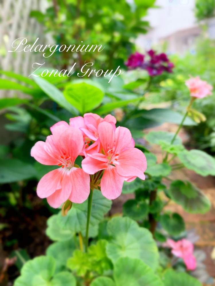 小さな庭の画像 by つきよみさん | 小さな庭とゼラニウムと庭の花とサーモンピンクの花と鉢植えとガーデニングと花のある暮らしとお花のある生活とかわいいな♡とマイ♡ガーデンと庭の宿根草とフウロソウ科