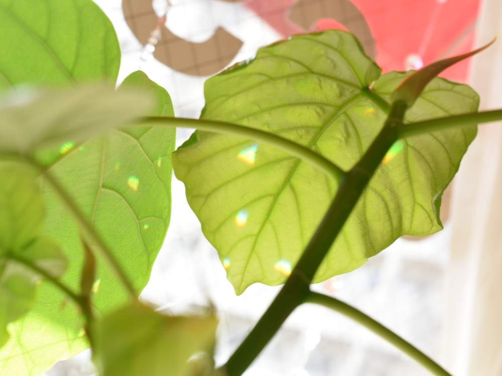 窓辺の画像 by ROSSOさん | 窓辺とウンベラータと福岡と観葉植物と美容室と花壇とサンキャッチャー✨と花のある暮らしとウンベラータ♡︎ʾʾ