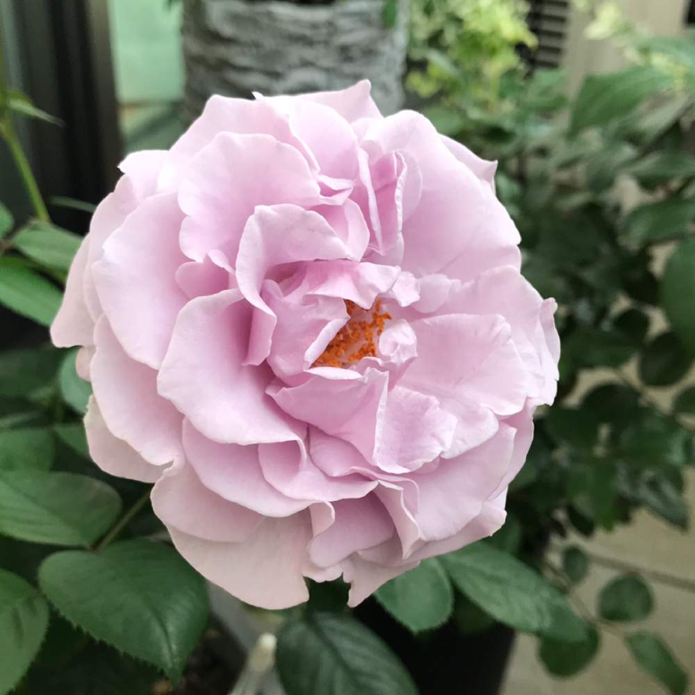 バルコニー/ベランダの画像 by gomamaさん | バルコニー/ベランダと薔薇とミニバラ 薔薇と薔薇 エターナルとエターナルとばら バラ 薔薇とエターナル バラと薔薇エターナルとバラ 鉢植えと成長記録と花のある暮らしと薔薇♪とばら 薔薇 バラとバラ・ミニバラ