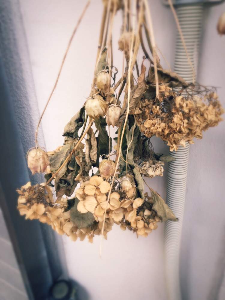 テラスの画像 by 松 祐さん | テラスとドライフラワーと失敗と今日の一枚と今日のお花と花のある暮らしと実験