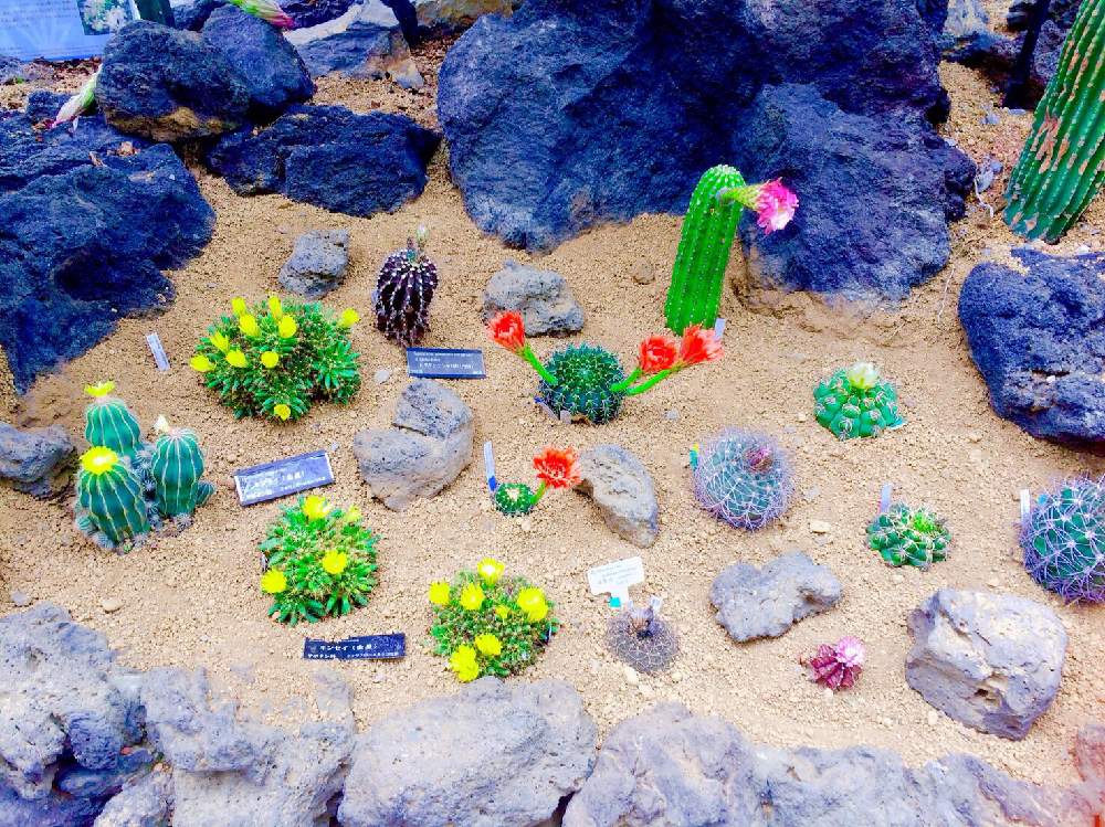 お出かけ先の画像 by MASTERS OF CACTUSさん | お出かけ先とサボテンと多肉植物と多肉男子とサボテン科とcactusと植物のある暮らしと多肉大好きと仙人掌!と植物だいすきと多肉植物とサボテンとサボテンの花と多肉多肉多肉とsucculent plantsとsucculentと多肉植物 多肉の有るくらしと植物園と咲くやこの花館