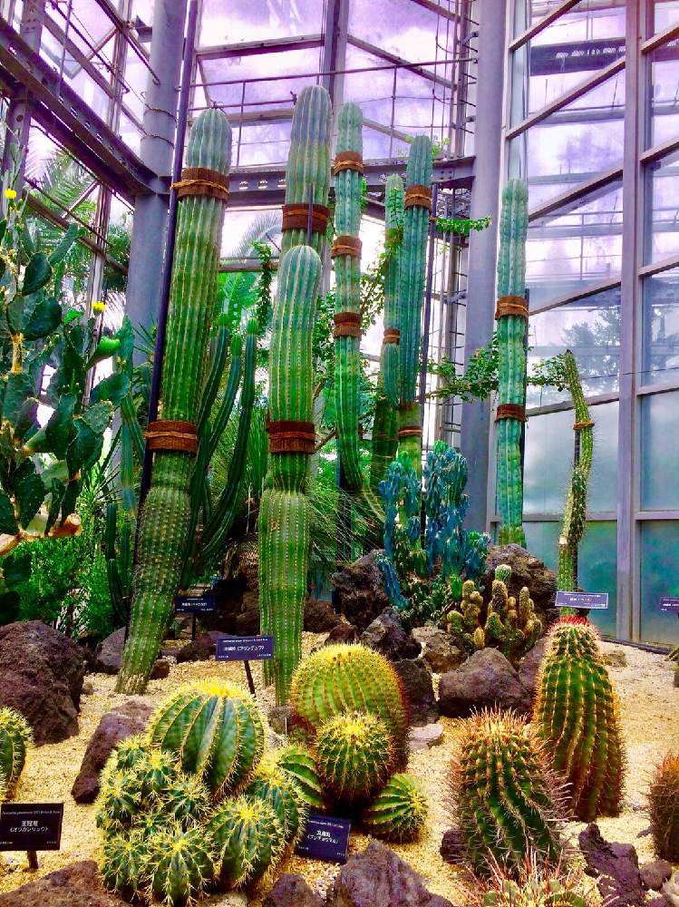 お出かけ先の画像 by MASTERS OF CACTUSさん | お出かけ先とサボテンと多肉植物と多肉男子とサボテン科とcactusと植物のある暮らしと温室サボテンと多肉大好きと仙人掌!と植物だいすきと多肉植物とサボテンとサボテンの花と 柱サボテン と多肉多肉多肉とsucculent plantsとsucculentと多肉植物 多肉の有るくらしと植物園と咲くやこの花館