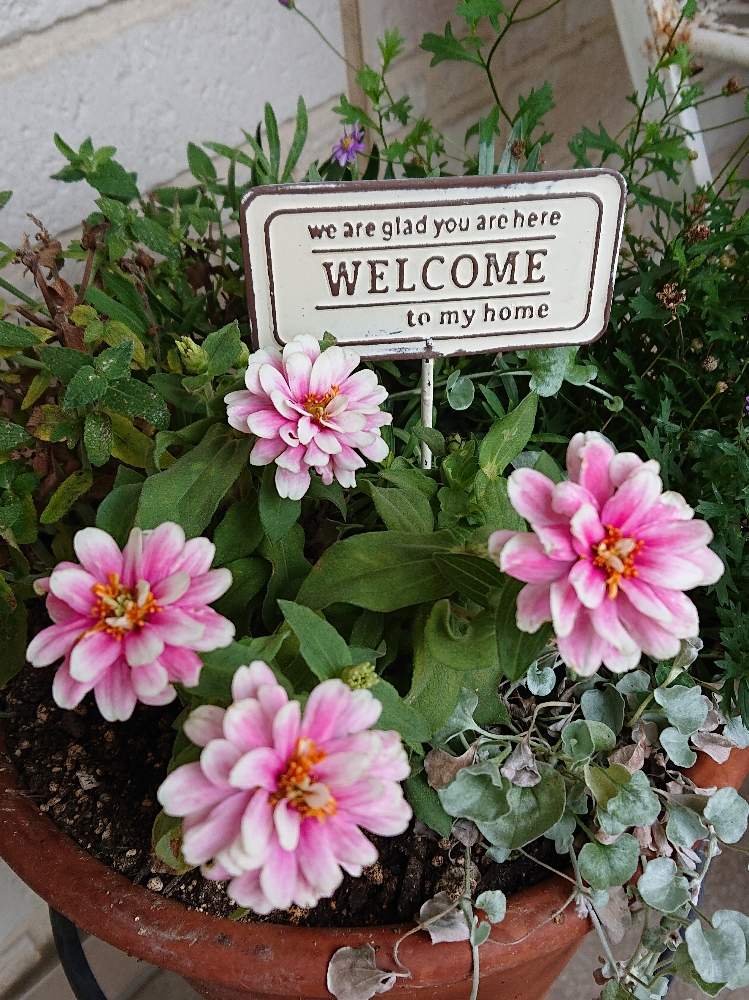 玄関の画像 by ヒロリンパさん | 玄関と花壇と我が家の花壇とジニア❁と成長記録と花のある暮らしと夏でも元気な花フォトコンとジニア百日草と咲いた!