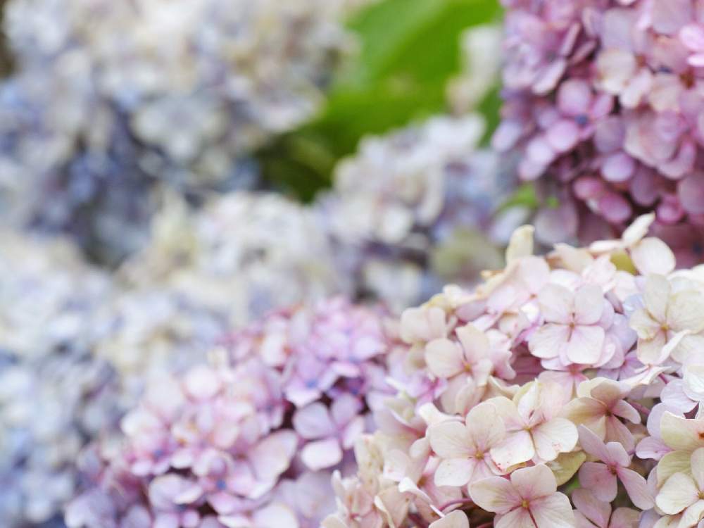 お出かけ先の画像 by aliceさん | お出かけ先とアジサイとHTCとみどりのある暮らしとピンクの花と青い花と令和✨四季のみちとGSミニモニ。 NO34とGSのみなさんに感謝♡とGSミニモニ。と梅雨と植中毒と癒されると癒しのピンクと信楽狸倶楽部と花のある暮らしと9月生まれ♡とかわいいと青い花マニアとHTC NO.254と川越氷川神社