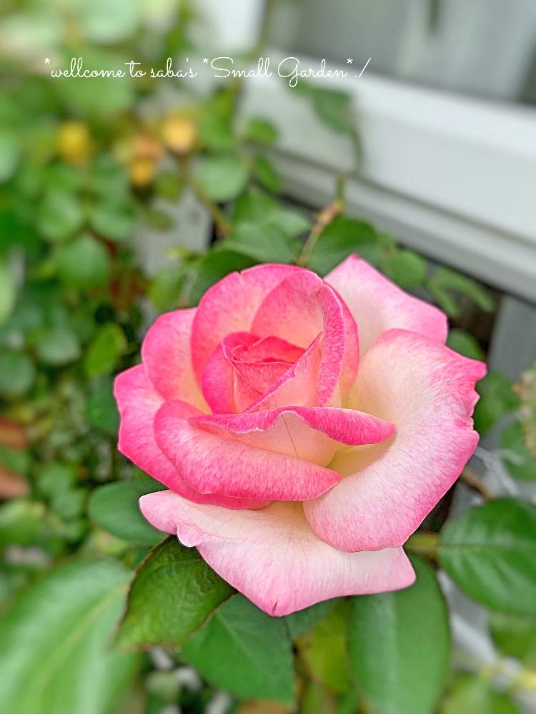 小さな庭の画像 by さば*さん | 小さな庭とプリンセスドゥモナコと薔薇プリンセスドゥモナコ,とno green no lifeとGSに感謝。とバラと夢CLUBと花のある暮らしとバラ・ミニバラとロザリアン