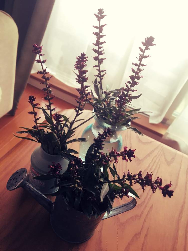 の画像 by まぁさん | おつかれさまと剪定とありがとう❤️とリシマキアボジョレーの花といやし♡とGreenSnapmarcheと花のある暮らし