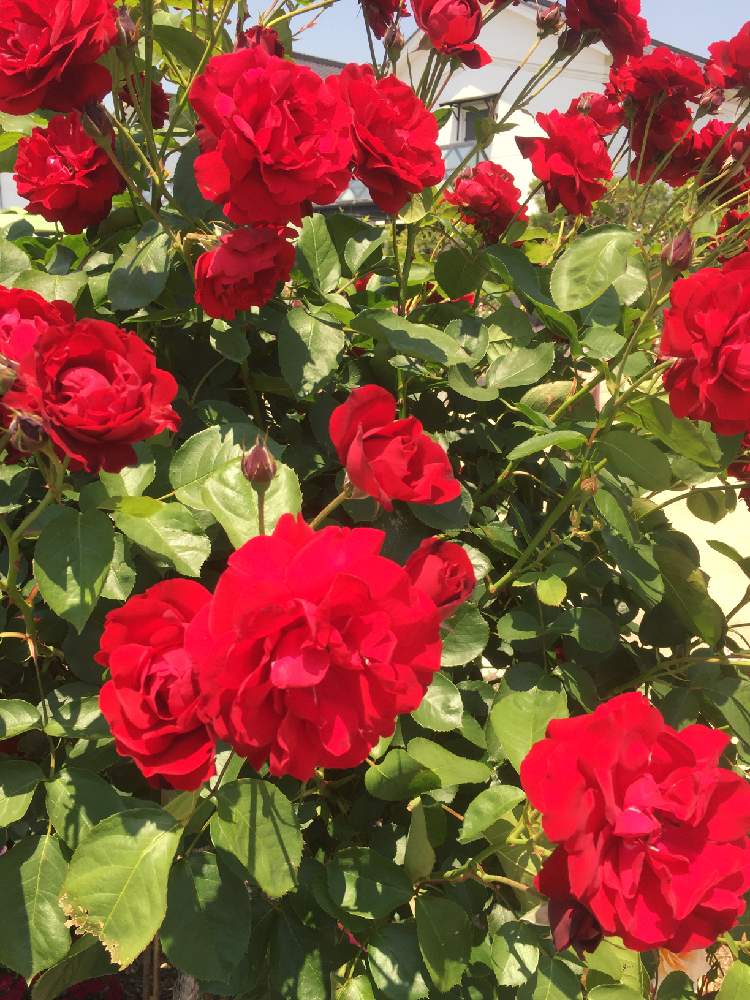 お出かけ先の画像 by ミッチさん | お出かけ先とグンゼとビックリ!!と真っ赤なバラと薔薇園と薔薇♪