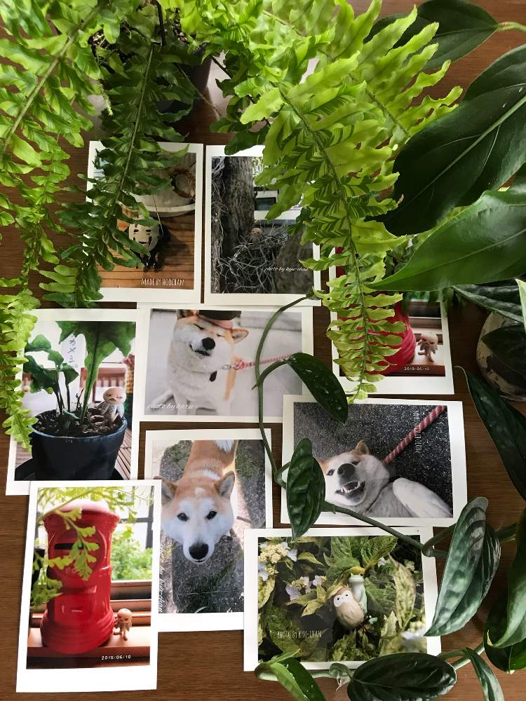 部屋の画像 by K .Kさん | 部屋と垂れ下がる植物と着生植物と普及シダを愛でる会とGSミニモニ。とシダ女子会とシダ植物と葉っぱフェチとネフロレピス属