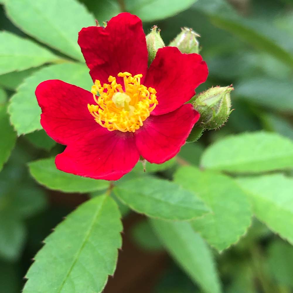 小さな庭の画像 by オグさん | 小さな庭とつるとばら バラ 薔薇と植中毒と今日の一枚と薔薇が好き❤と花のある暮らしと2番花とかわいいな♡とバラ・ミニバラ