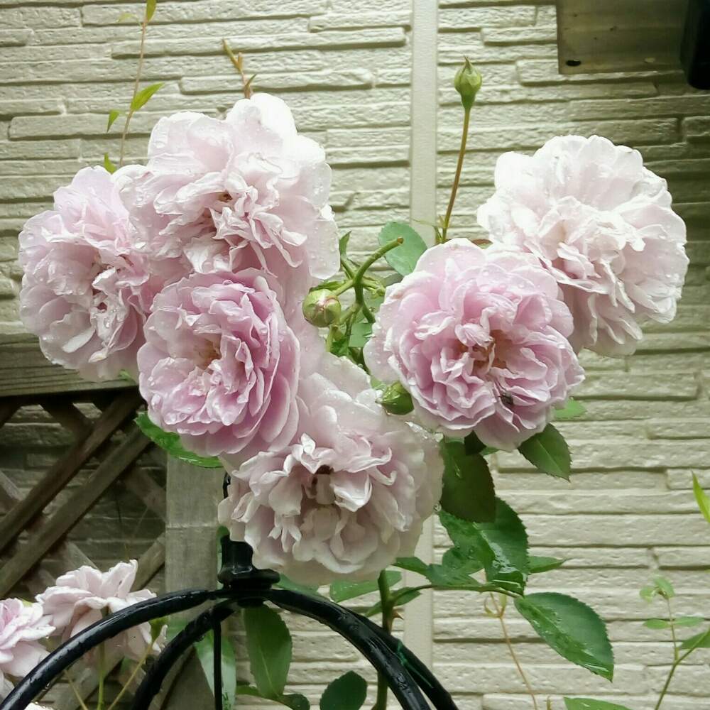 玄関の画像 by ひまわりさん | 玄関とレイニーブルーと花のある暮らしとばら バラ 薔薇