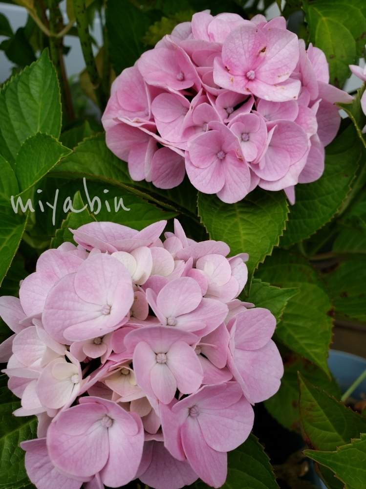 の画像 by miyabinさん | 紫陽花とアジサイとコットンキャンディーと花のある暮らしと紫陽花が好き♡と雪国とGS映え
