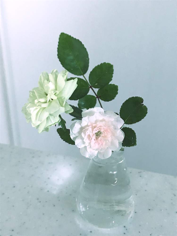 キッチンの画像 by のりさん | キッチンとミニバラ・グリーンアイスと初心者ですと教えて下さい!と花壇と我が家の花壇と成長記録と花のある暮らしと切り戻しと地植え