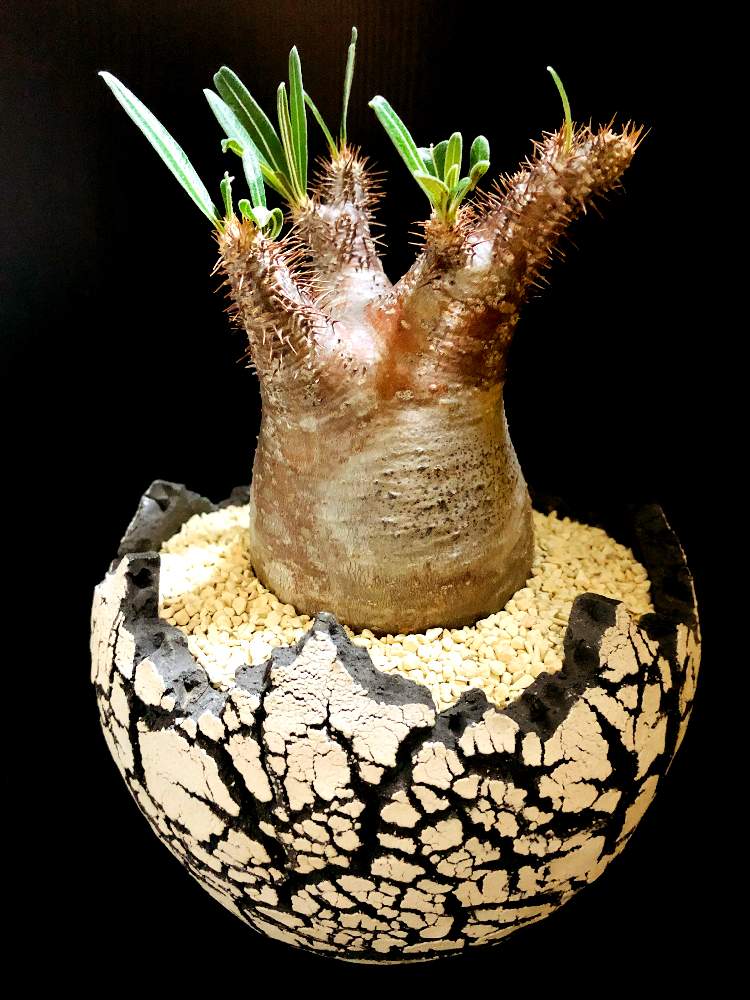 バルコニー/ベランダの画像 by good_guyさん | バルコニー/ベランダと多肉植物とEuphorbiaとcactusとオトンナ属とtylecodonとサルコカウロン属とフィランサス ミラビリスとユーベルマニア ペクチニフェラとCerariaとCaudexと多肉女子と塊根植物と珍奇植物とPachypodiumとaloeとagaveとOperculicaryaとGREEN UP!とCopiapoaと亀甲竜。
