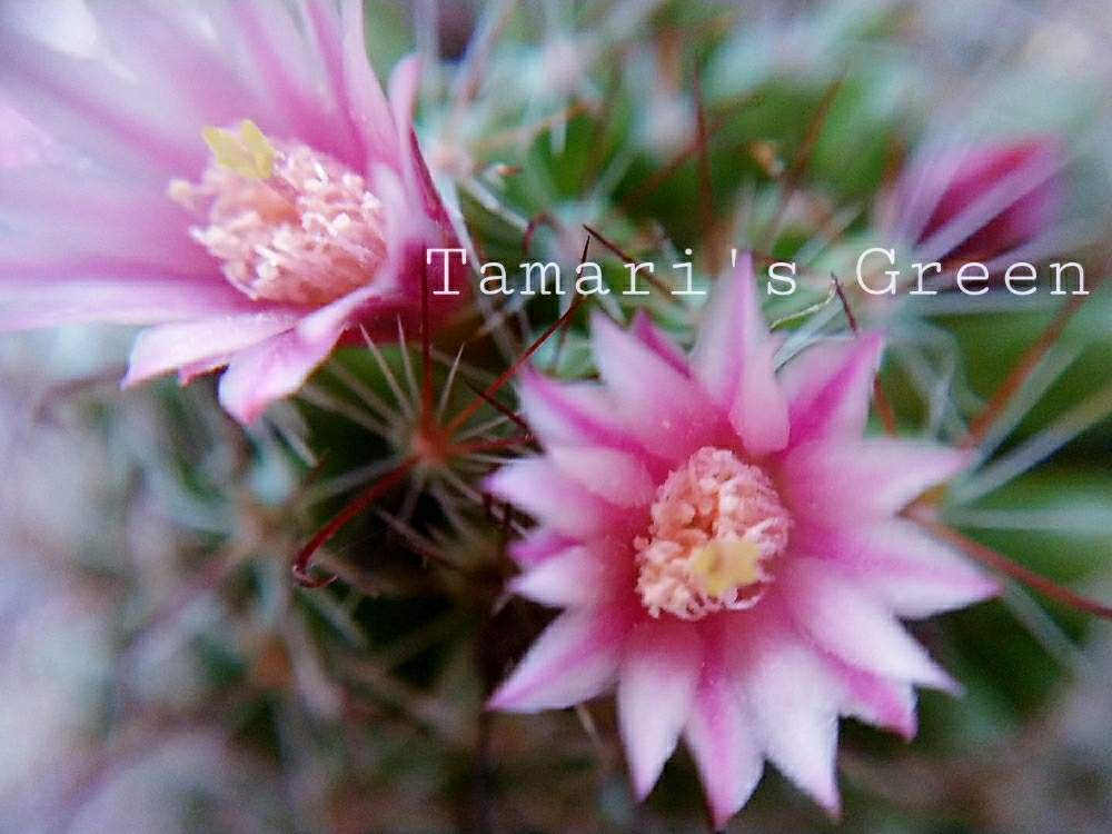 バルコニー/ベランダの画像 by TAMARI*さん | バルコニー/ベランダとナナコマルとサボテン ナナコ丸とサボテン科とタニパトとだいすきとうれしい♡ときれいと植中毒とせいちょうきろくと癒し空間と多肉女子とタニラーと愛情たっぷり♡と花のある暮らしとかわいいな♡とチーム福岡と『マクロな世界』フォトコンテスト2019
