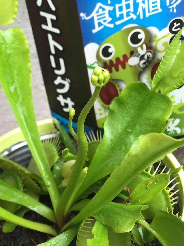 小さな庭の画像 by こっこさん | 小さな庭とハエトリソウとスマホ撮影と食虫植物と食虫植物 ハエトリソウと夏でも元気な花フォトコンとiPhone撮影