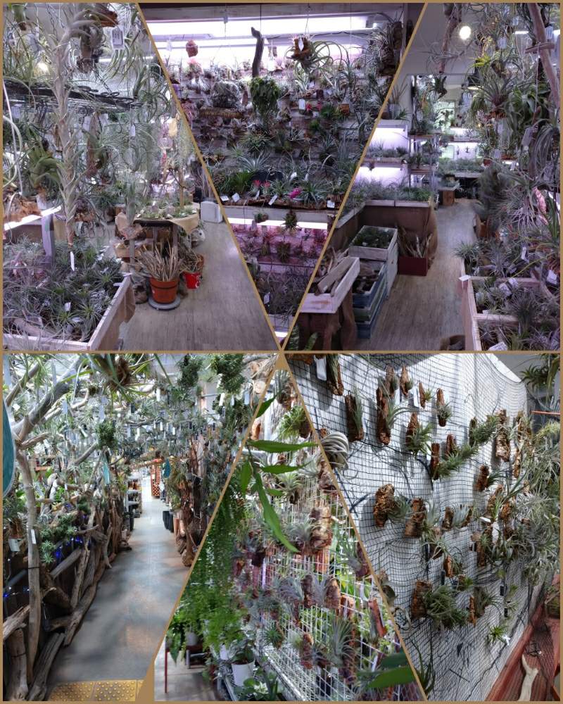 お出かけ先の画像 by ちょこぼっさん | お出かけ先と着生植物と芳香種と洋蘭と原種と栽培品種とオザキフラワーパークとイオナンタ万歳同盟(・∀・)人(・∀・)と普及種と希少種とBromeliadsとえせボタニストと植中毒と複茎種と板付けと着生蘭と単茎種と無葉ランと熱帯植物とチランジア中毒者とエアープランツ/チランジア