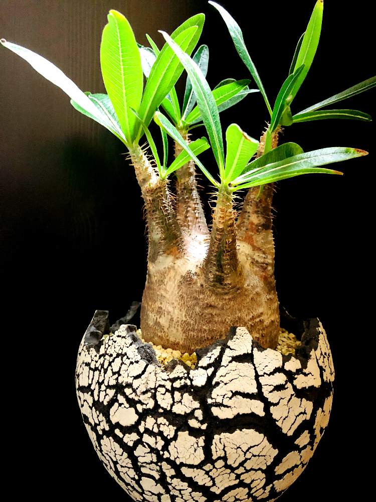 バルコニー/ベランダの画像 by good_guyさん | バルコニー/ベランダと多肉植物とEuphorbiaとcactusとオトンナ属とtylecodonとサルコカウロン属とフィランサス ミラビリスとユーベルマニア ペクチニフェラとCerariaとCaudexと多肉女子と塊根植物と珍奇植物とPachypodiumとaloeとagaveとOperculicaryaとGREEN UP!とCopiapoaと亀甲竜。