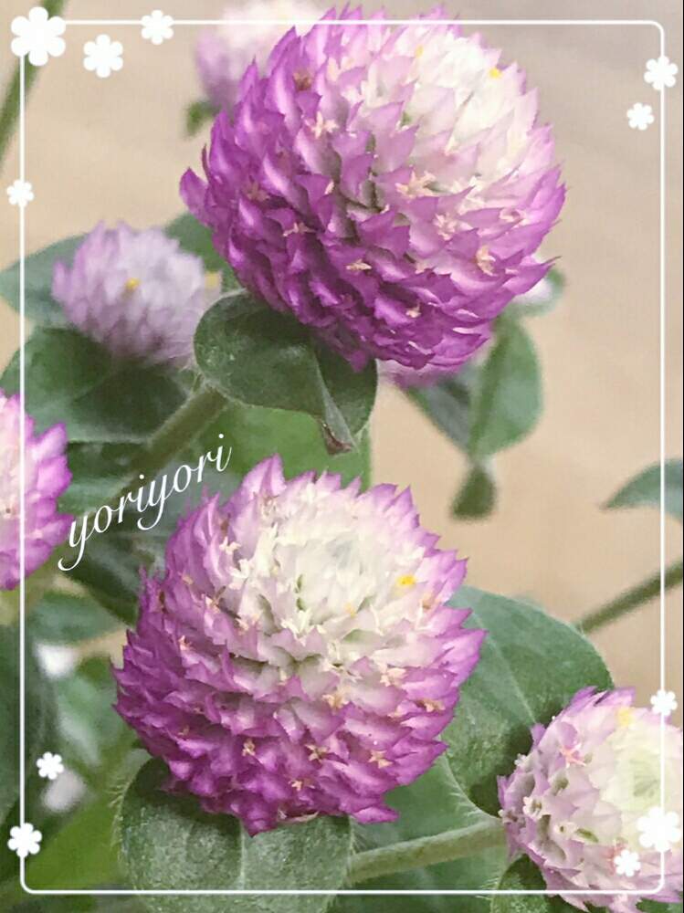部屋の画像 by yoriyoriさん | 部屋と千日紅 ローズバイカラーとこんばんは!とボチボチ頑張ろと自己満足♡とお疲れ様です♡と今日もありがとうと今週もヨロシク♥️と感謝の気持ち♬とHTC No.51といい夢見てね☆と花のある暮らしと花の16年組♡と良い週末を♪とチーム福岡とおやすみなさい⭐と幸せ気分♡♡とかわいい❤
