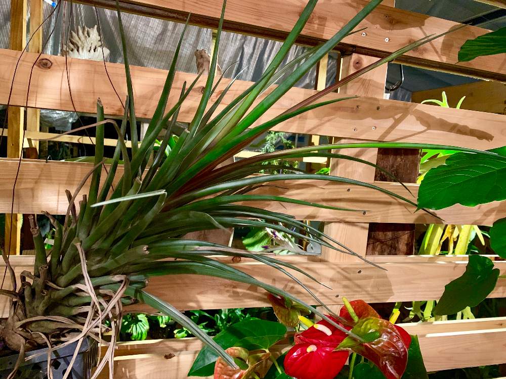 インテリアの画像 by Flower Villageさん | インテリアとインドアグリーンと着生植物と観葉植物とボタニカルライフとエアプランツ ティランジアと鷺沼と植中毒とフラワービレッジとMali dofitasとマリドフィタスと観葉植物のある暮らしと神奈川県と花のある暮らしとflowervillageと川崎市内と葉っぱアートとインテリアグリーンとエアープランツ/チランジアとパイナップル科とインドアガーデン
