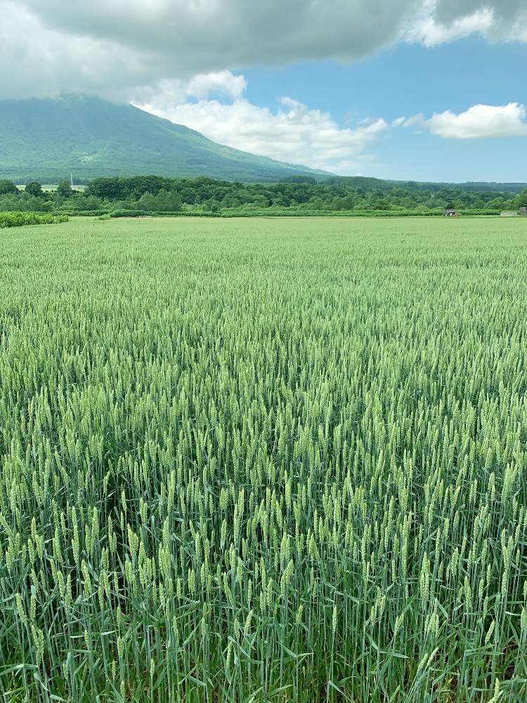 お出かけ先の画像 by ポチ音さん | お出かけ先と新緑の季節と麦畑と令和の風景と道央と新緑と北海道と羊蹄山と令和の緑