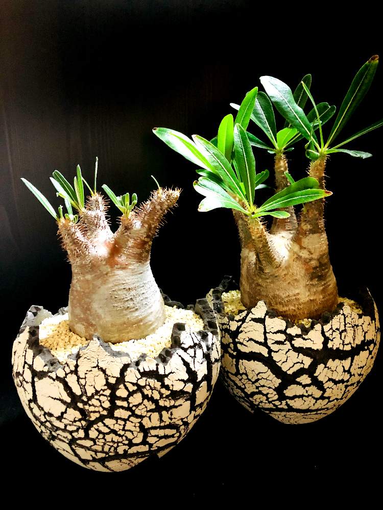 バルコニー/ベランダの画像 by good_guyさん | バルコニー/ベランダとPachypodium rosulatum var.graciliusと多肉植物とEuphorbiaとcactusとオトンナ属とtylecodonとサルコカウロン属とフィランサス ミラビリスとユーベルマニア ペクチニフェラとCerariaとCaudexと多肉女子と塊根植物と珍奇植物とPachypodiumとaloeとagaveとOperculicaryaとGREEN UP!とCopiapoaと亀甲竜。