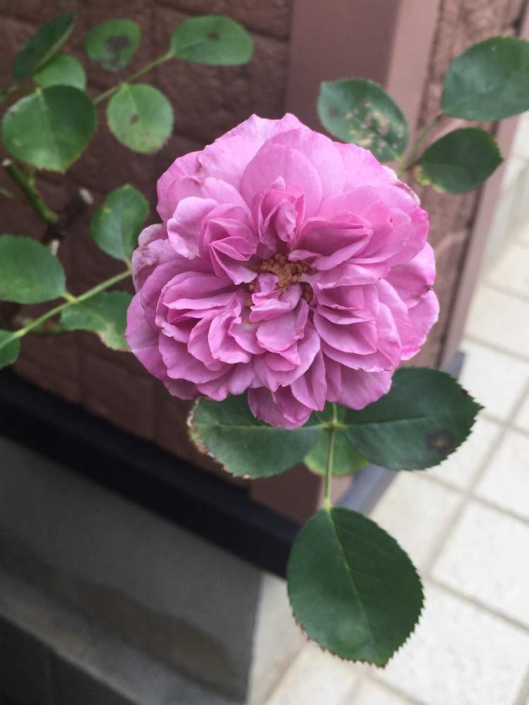 小さな庭の画像 by リーさん | 小さな庭と薔薇とレイニーブルーと育てる楽しみと咲いてくれてありがとう❤とお気に入り♡とバラ大好きとGS映えと心惹かれると笑顔の源と❤️いいね、ありがとうとうちの花は美人さん!と元気に育て!と花のある暮らしと薔薇好きさんと繋がりたい