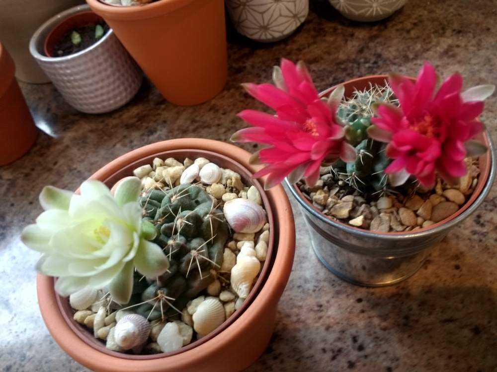 窓辺の画像 by 植物博士さん | 窓辺とサボテン科とサボテンの花と花のある暮らし
