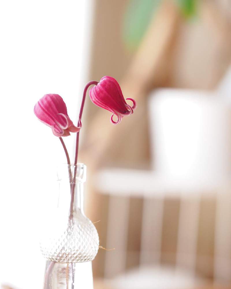 部屋の画像 by sakiyukaさん | 部屋とクレマチスとカメラ女子とGS日和と今日の一枚と今日のお花と写真が好きと今朝の一枚と可愛いと花のある暮らしと旬の花