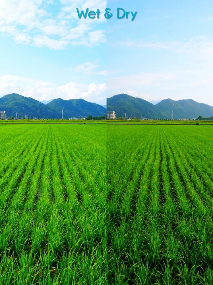 畑の画像 by toshi722さん | 畑といねと家庭菜園と稲作日記と梅雨の頃と岐阜県と間断灌水と綺麗な緑❤と家庭菜園奮闘日記と美濃市