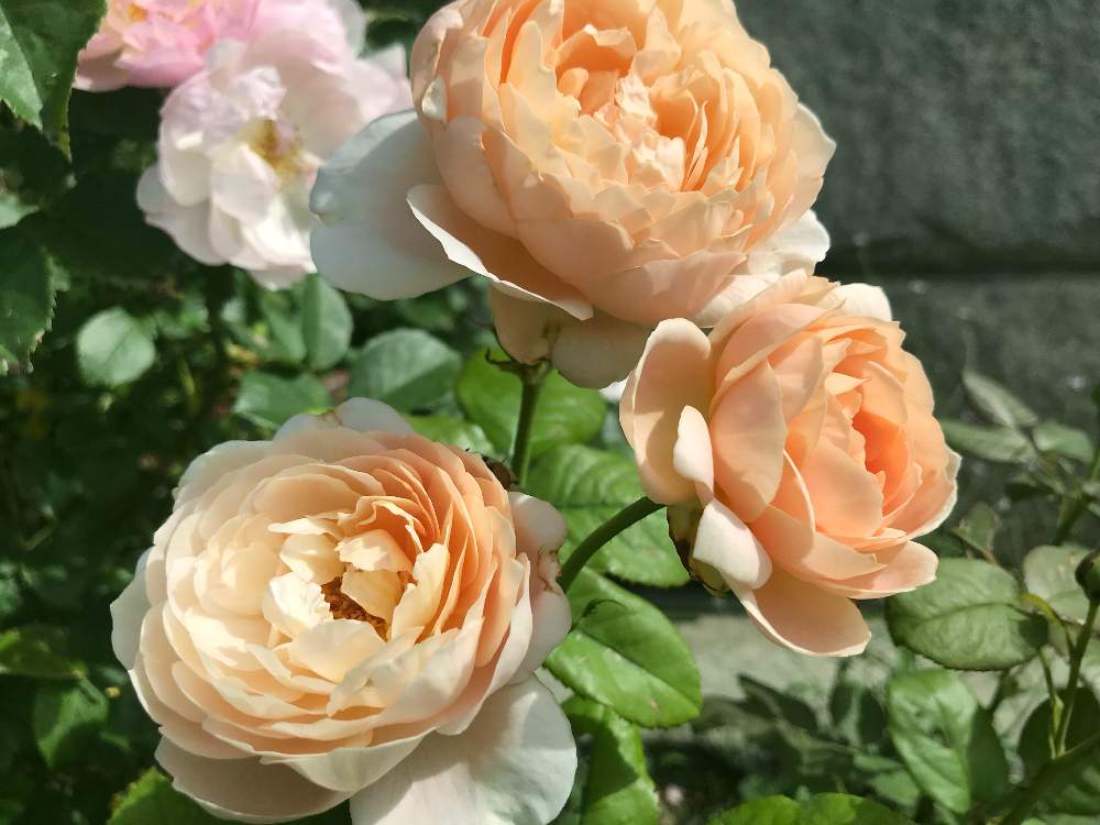 お出かけ先の画像 by じゅん♪さん | お出かけ先と薔薇と花のある暮らしと花さんぽと花パトロール