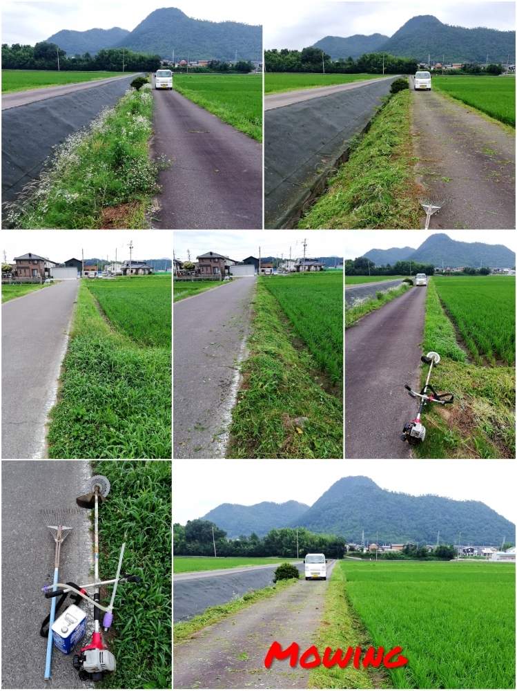 畑の画像 by toshi722さん | 畑といねと草刈りと家庭菜園と稲作日記と梅雨の頃と岐阜県と綺麗な緑❤と家庭菜園奮闘日記と美濃市