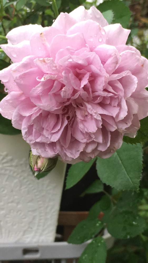 玄関の画像 by 花が好きさん | 玄関と薔薇とレイニーブルーといつも笑顔で〜〜♡とキュンキュン乙女倶楽部とみんなが幸せに〜〜♡と薔薇愛同盟とありがとう♡とGSミニモニと花のある世界♡といい感じ♪♪と優しい色合い♡とバラと夢CLUBと小さな庭♡ととても癒される♡とみんな大好き♡とガーデニングと薔薇が好きです♡と花のある暮らしと花が好きです♡♡♡とみんなが健康に〜〜♡と可愛いね♡