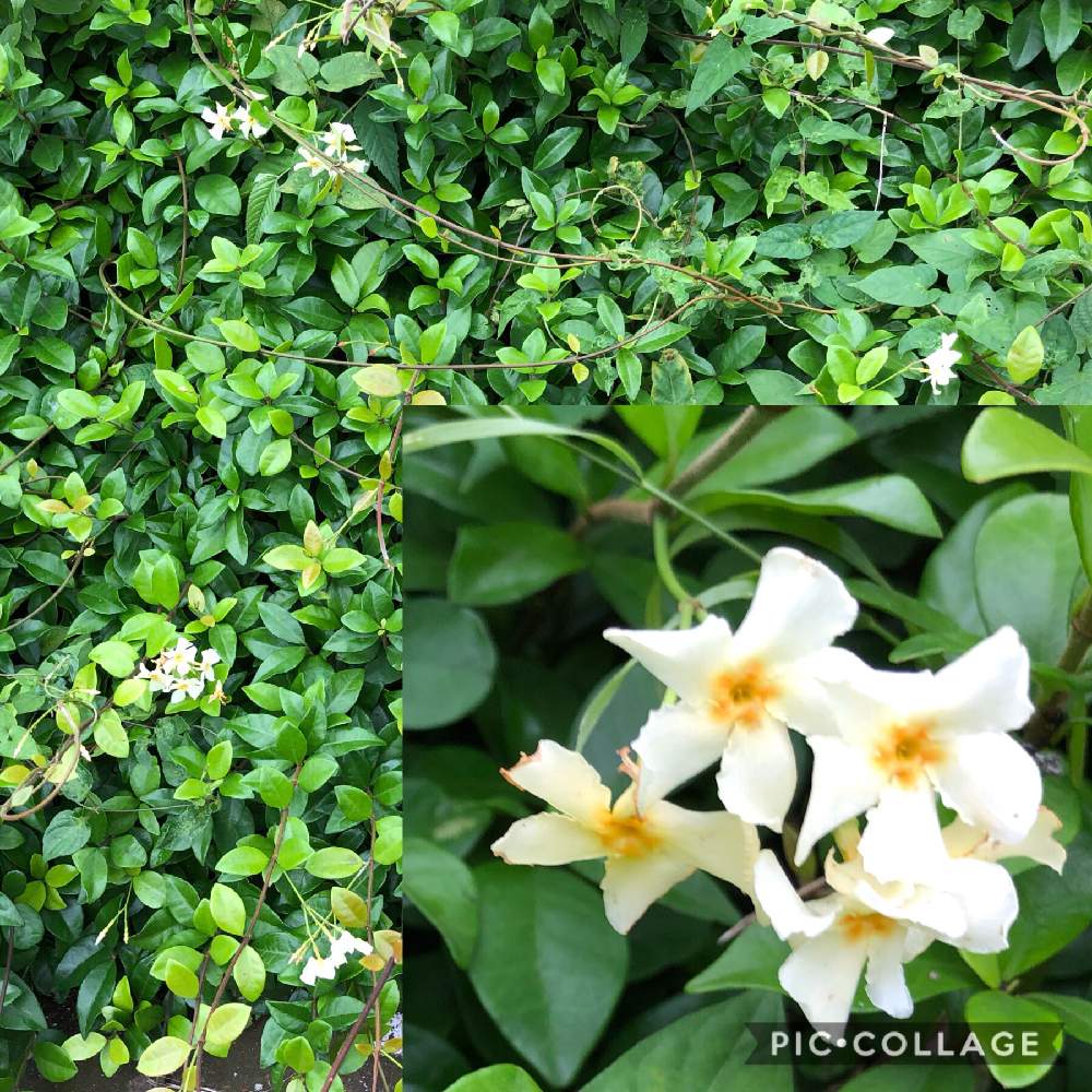 の画像 by かげさゆさん | テイカカズラとつる性植物といいかおりとぶらさがる花
