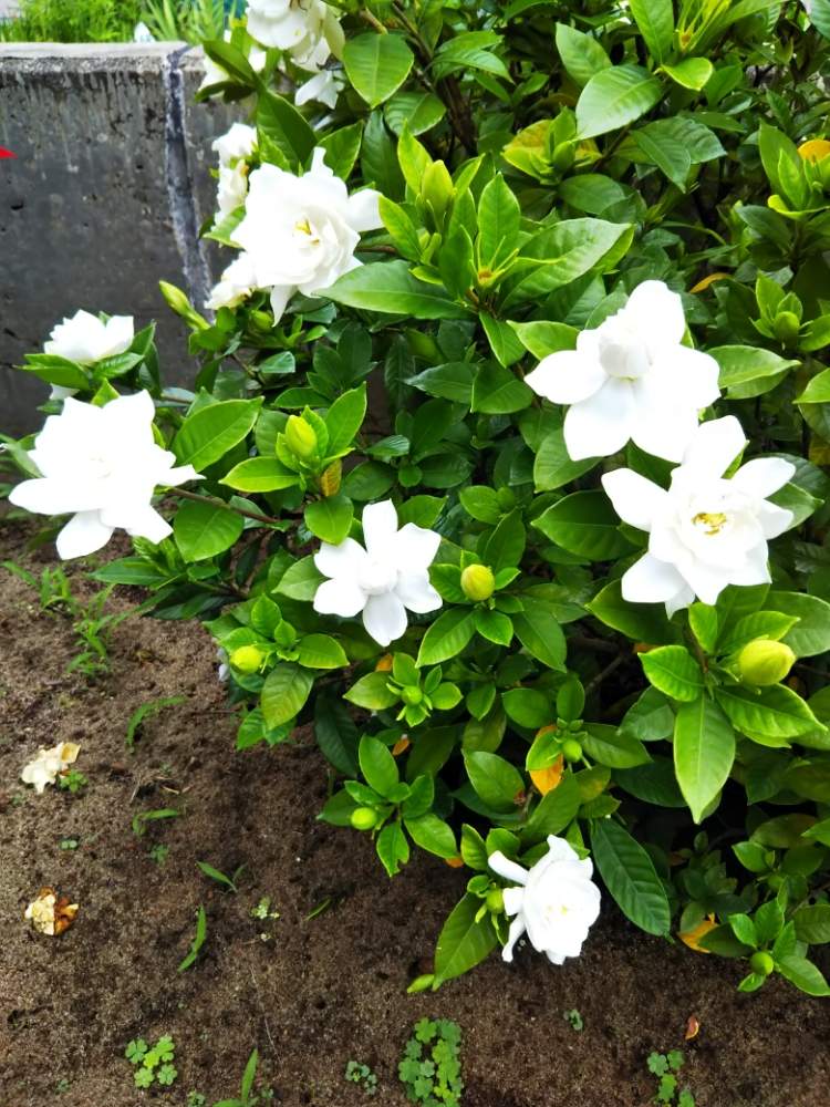 小さな庭の画像 by 拝見 もっけだの❗️さん | 小さな庭と甘~いクチナシの花と植物男子と山野草男子と山野草大好きとクチナシ♡と山野草還暦男子