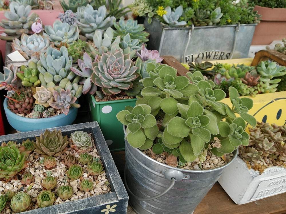 バルコニー/ベランダの画像 by タイヨウさん | バルコニー/ベランダと寄せ植えと多肉女子とHTCとたにおたくらぶ