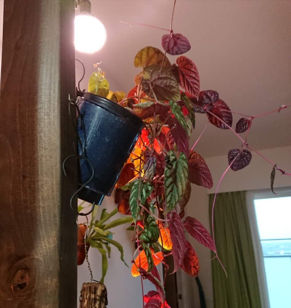 部屋の画像 by はっぱさん | 部屋と観葉植物と植物用LEDとラブリコ