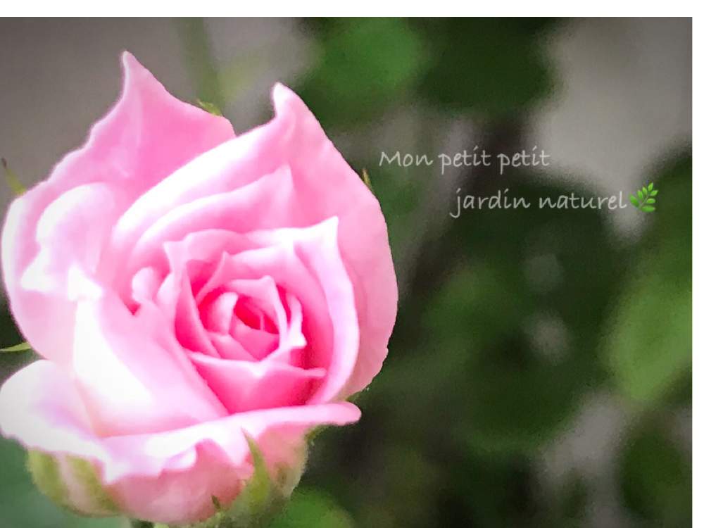 バルコニー/ベランダの画像 by ✿ natu. ✿さん | バルコニー/ベランダとmy garden♬とお疲れ様です♡と大切に…と優しい香りと感謝の気持ち♬と長梅雨と幸せ❣️とありがとう❣️と癒しの場所と休日のひと時と花のある暮らしとひとりごととkeep smiling❣️と元気♬とnatural ♬と癒し時間♬