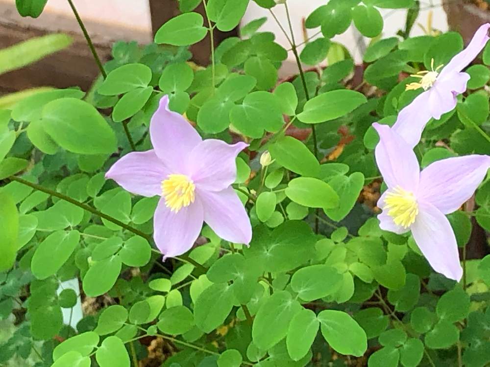 バルコニー/ベランダの画像 by おとみさんさん | バルコニー/ベランダとタイカカラマツ(大花唐松)と山野草と耐寒性宿根草とキンポウゲ科とタイカカラマツ