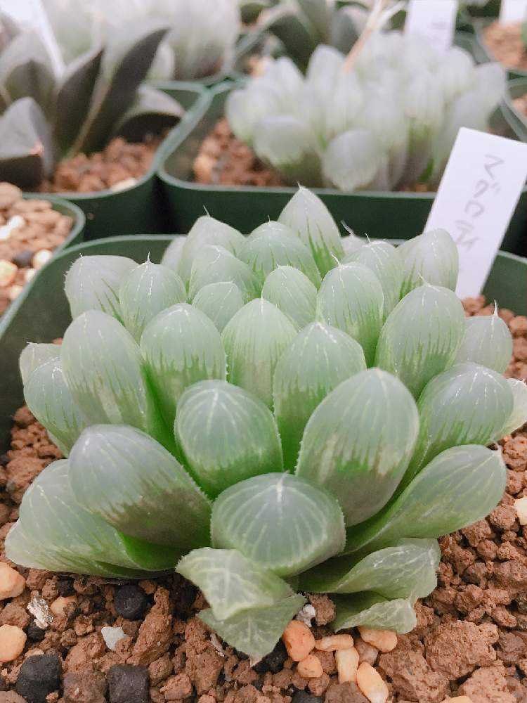 インテリアの画像 by はる succulents forestさん | インテリアとハオルチアとハオルシアとマグワティ変異タイプと多肉植物と観葉植物とハオルチア属と植物が好き♡とHaworthia:ハオルチア/ハオルシアとハオルシア属 と多肉女子と❤️いいね、ありがとうとタニラーと育てやすい多肉植物とメルカリと花のある暮らし